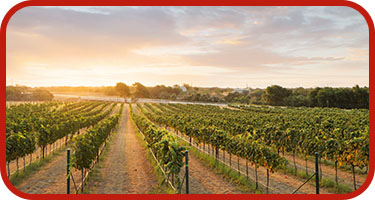 local attractions vineyards